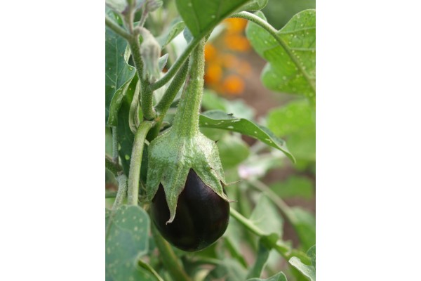 Aubergine 1kg