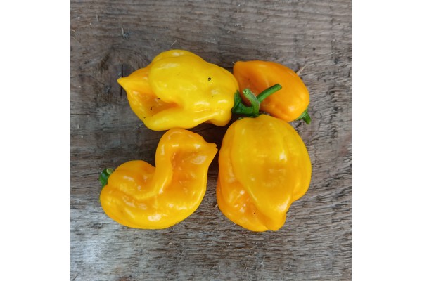 Habanero stuk