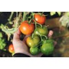 Tomaten van oude rassen 500gr